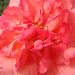 Narudžba ruža - čajevke - ružičasta - Rosa  Succes Fou - srednjeg intenziteta miris ruže - Georges Delbard, Andre Chabert - Ružičaste latice pružaju elegantan izgled bijelim, kvadratnim, cvjetovima u obliku rozete.